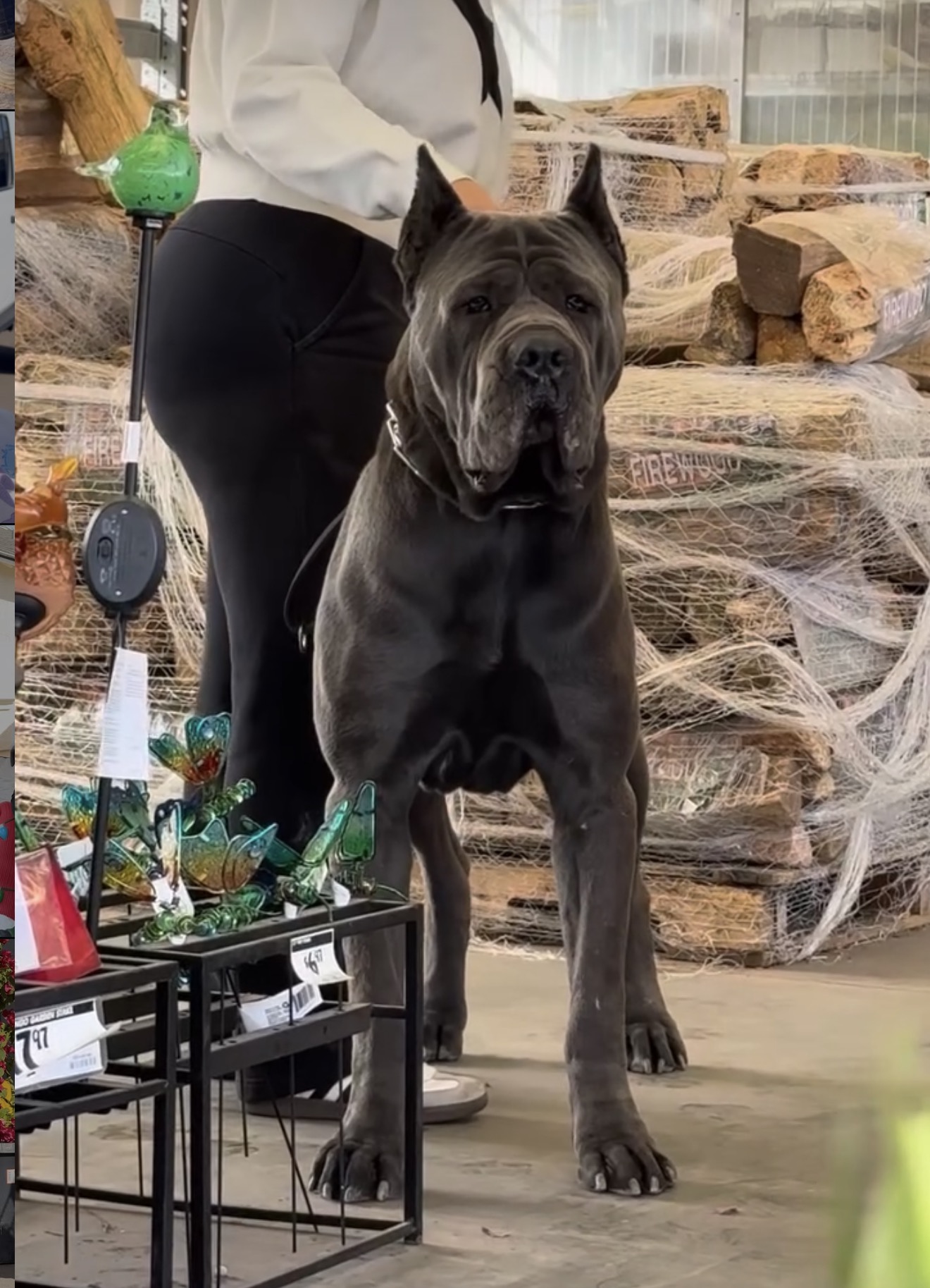 Exolinez Cane Corso