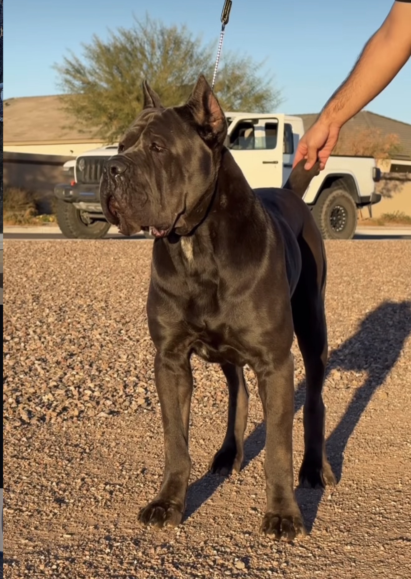 Exolinez Cane Corso