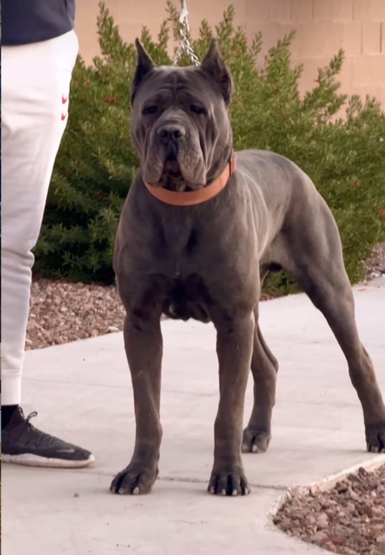 Exolinez Cane Corso