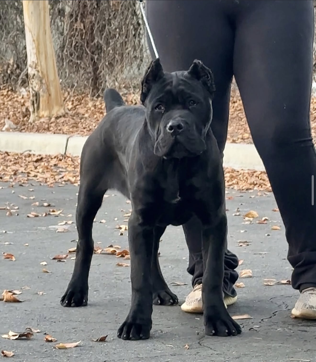 Exolinez Cane Corso