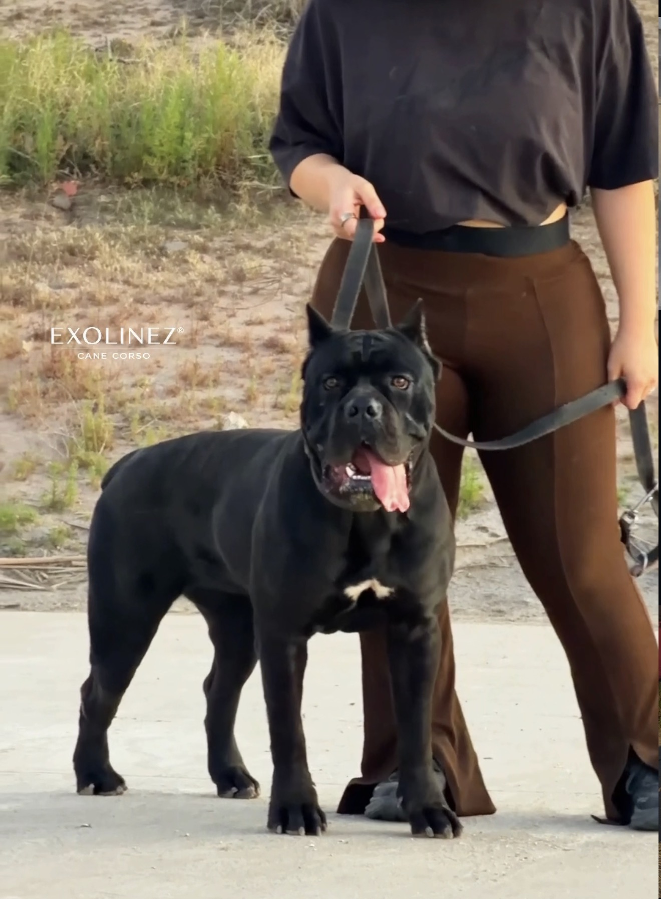 Exolinez Cane Corso