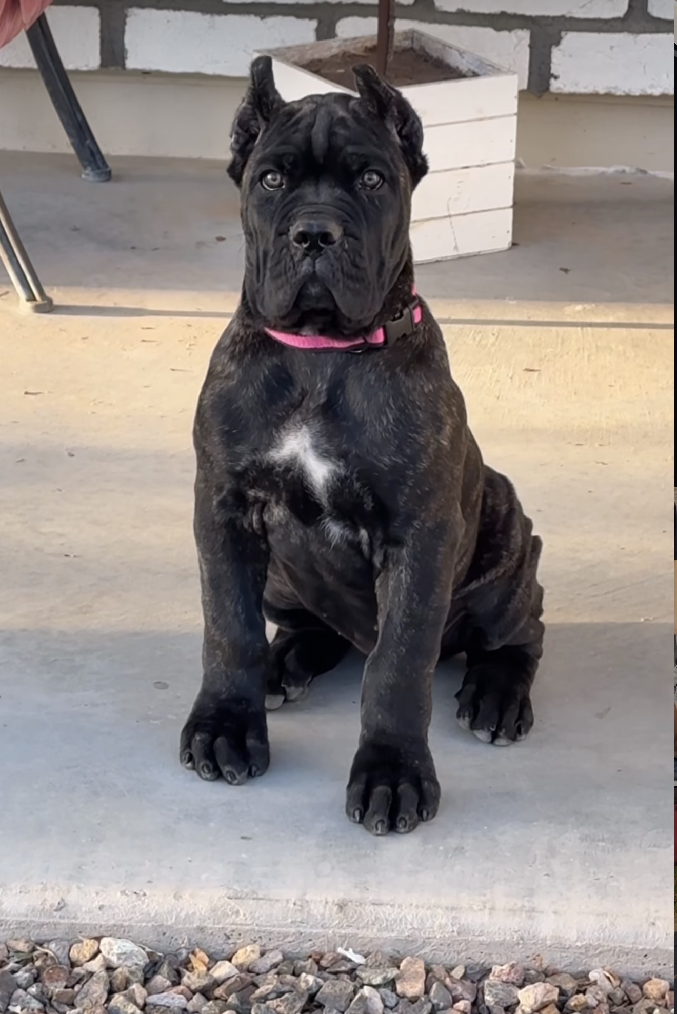 Exolinez Cane Corso