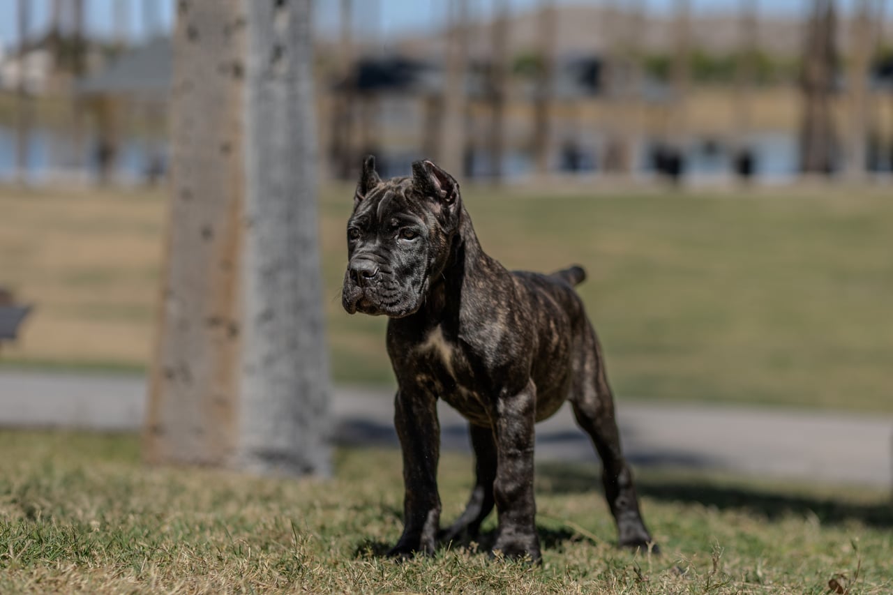 Exolinez Cane Corso