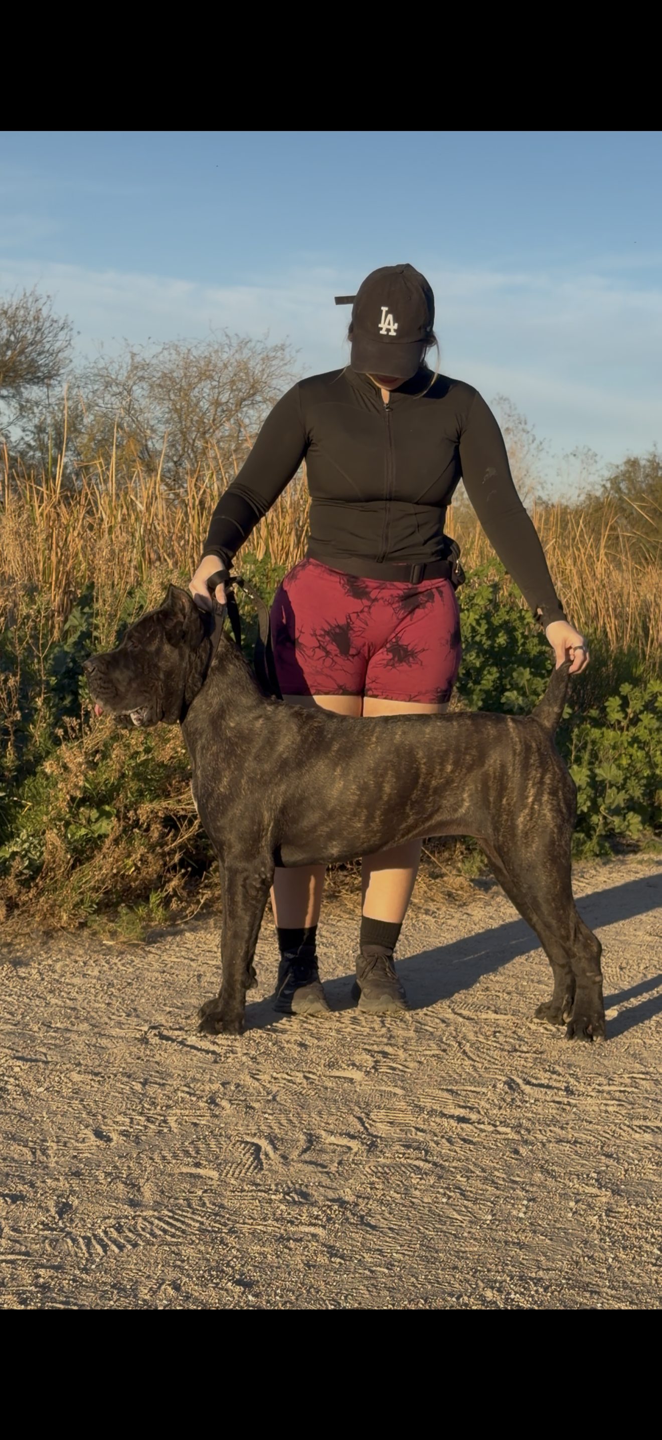 Exolinez Cane Corso